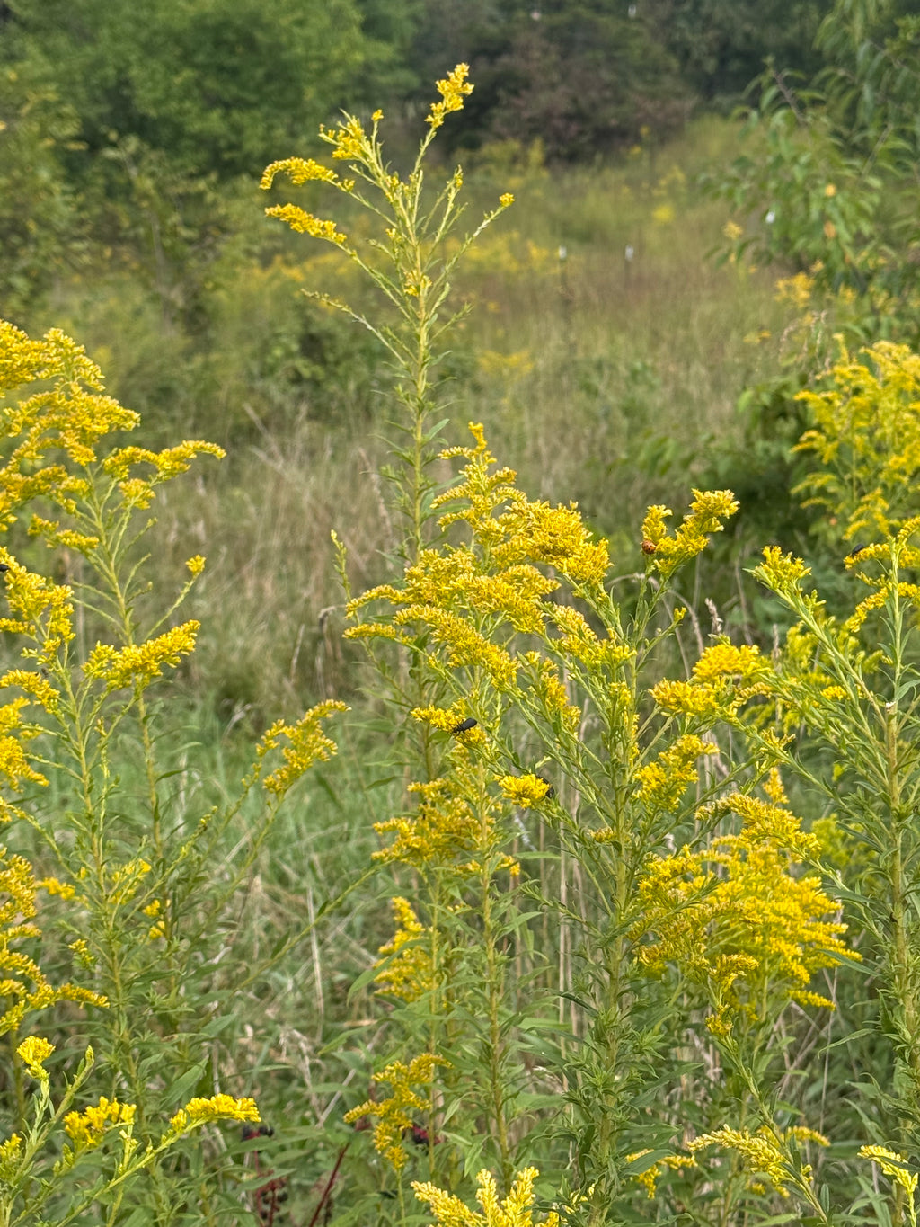 Goldenrod Jelly