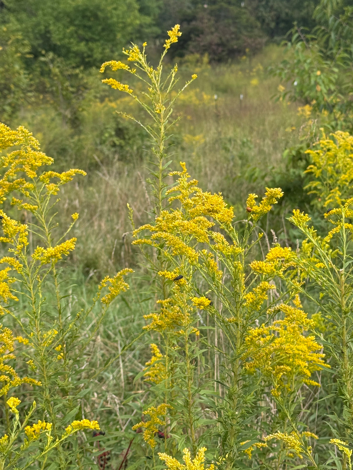 Goldenrod Jelly