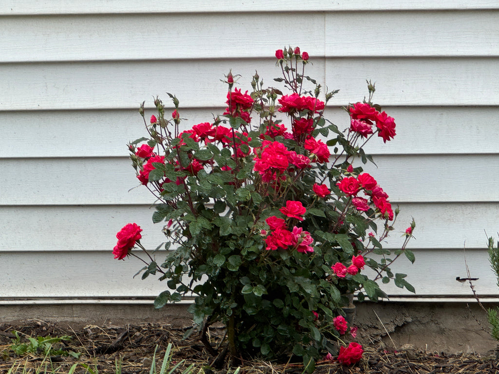 Rose Jelly