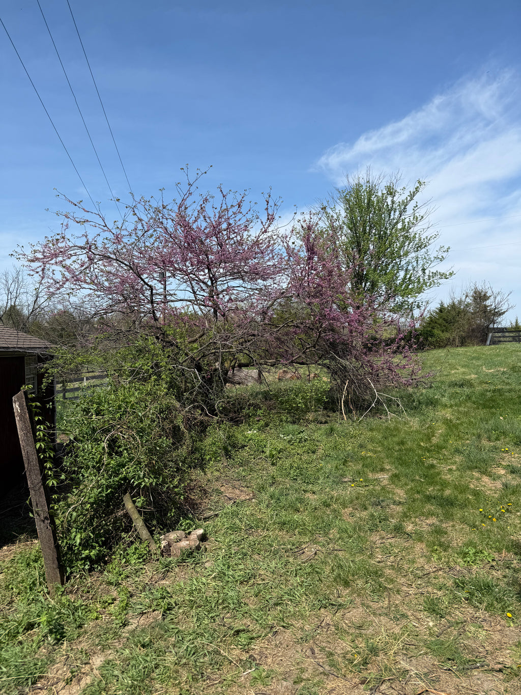 Redbud Jelly