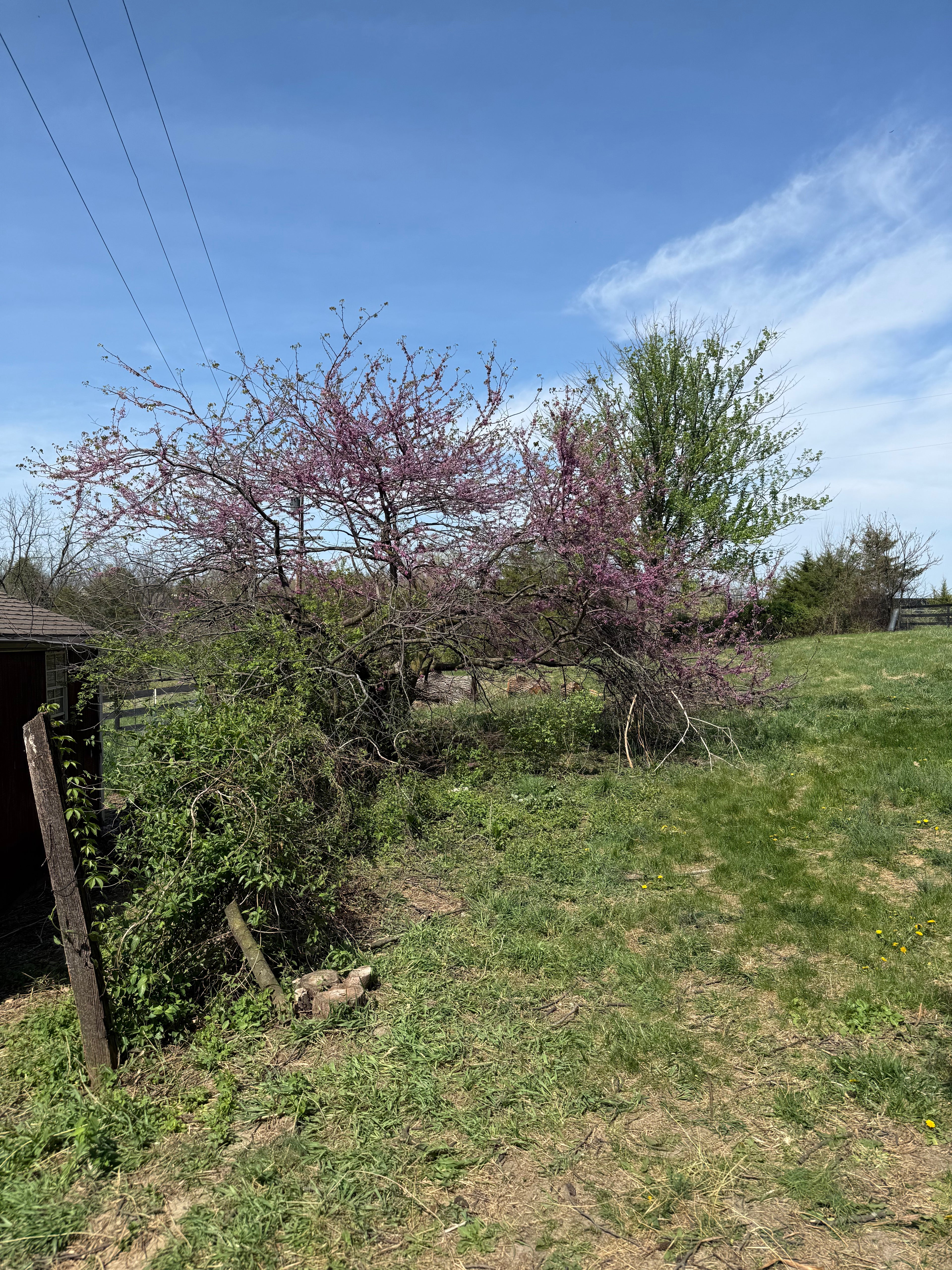 Redbud Jelly
